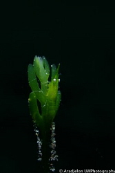 This shot was taken at Lembeh Strait, Sulawesi. I like th... by Md Arad Jelon 